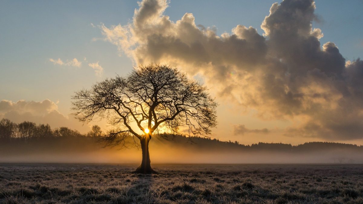 arbre-hiver