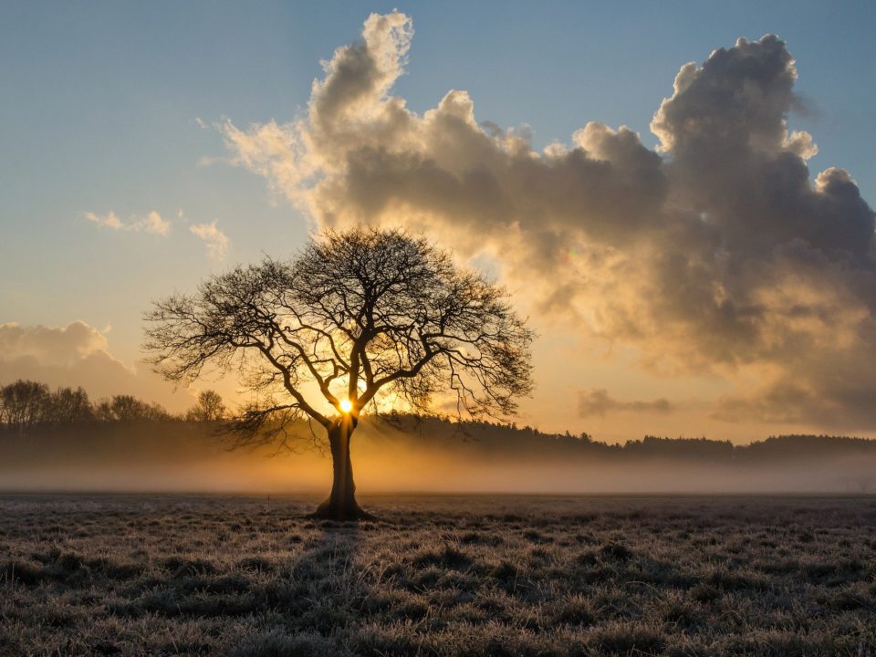 arbre-hiver