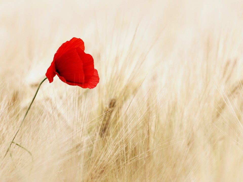 coquelicot